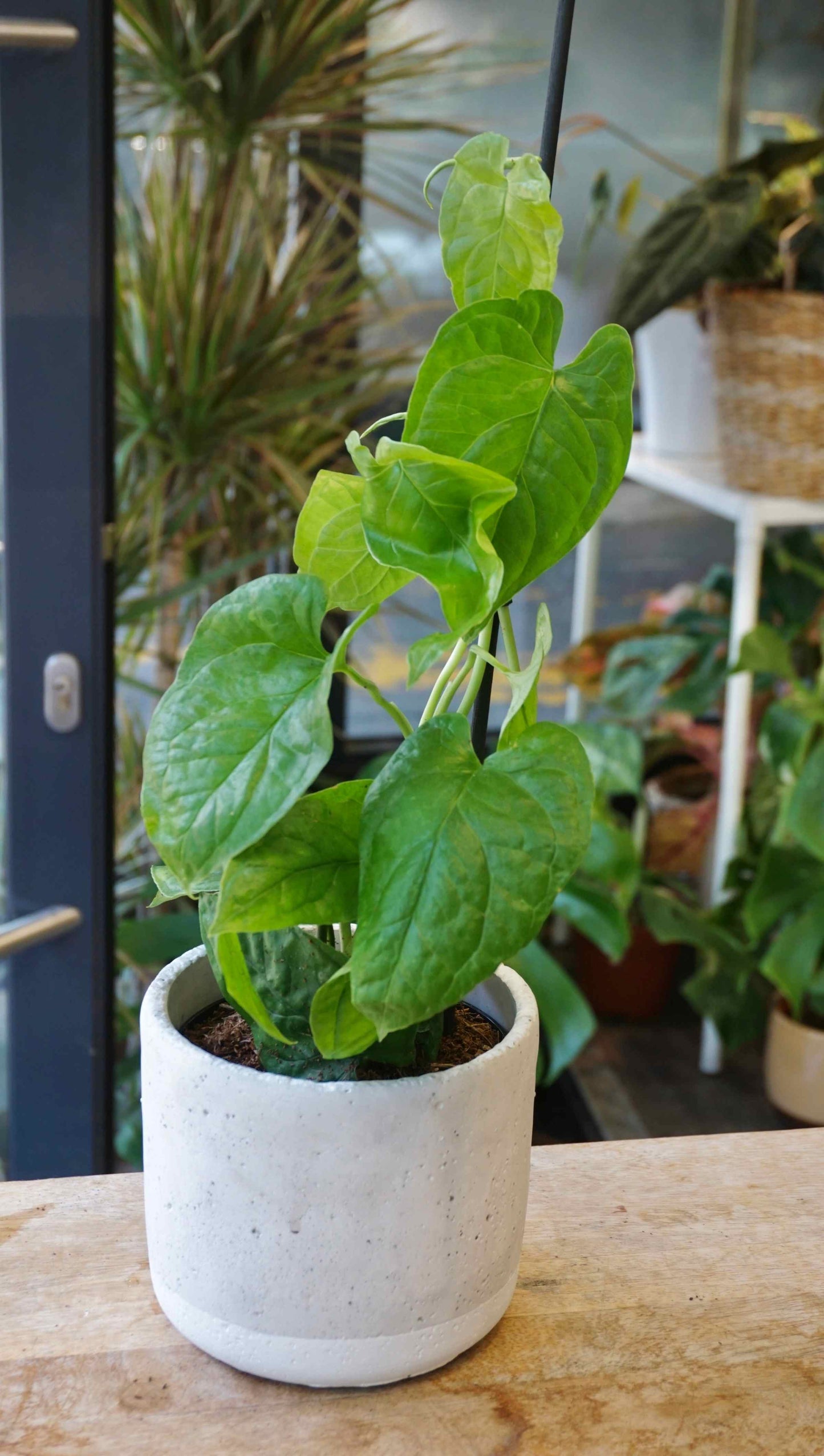 Monstera Membraceana Madison studio plantes rares jungle jardinerie strasbourg rare plant shop online pflanzen