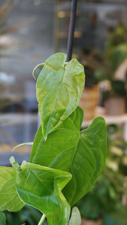 Monstera Membraceana Madison studio plantes rares jungle jardinerie strasbourg rare plant shop online pflanzen