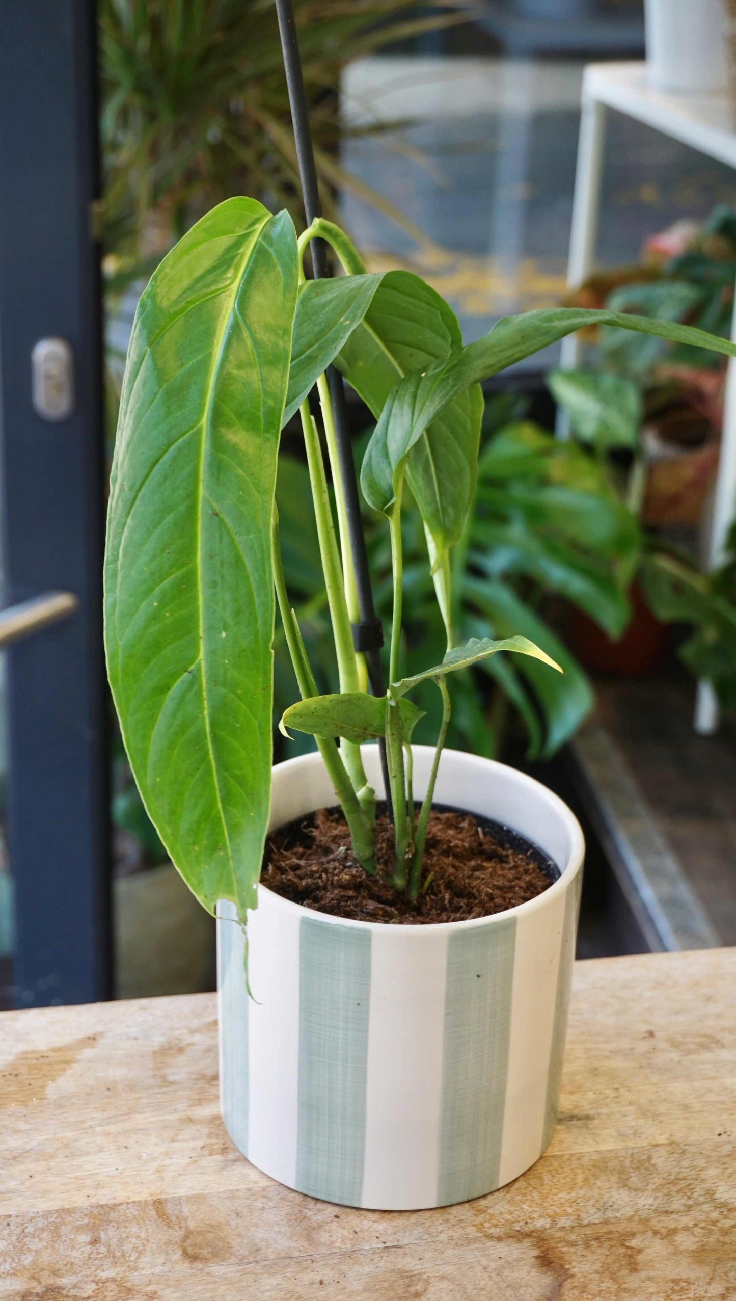 Monstera Tiwintza Narrow studio plantes rares jungle jardinerie strasbourg rare plant shop online pflanzen