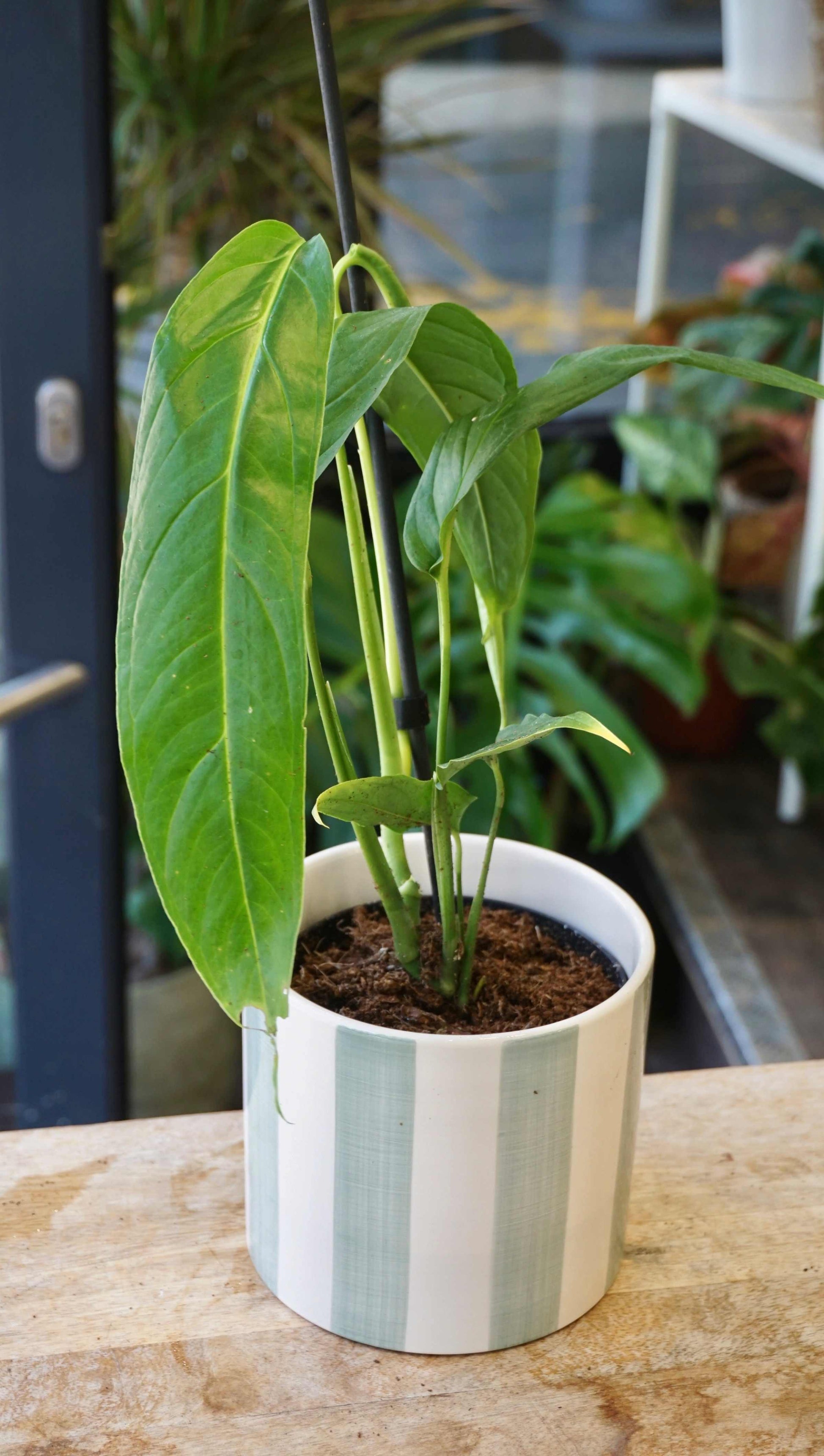 Monstera Tiwintza Narrow studio plantes rares jungle jardinerie strasbourg rare plant shop online pflanzen