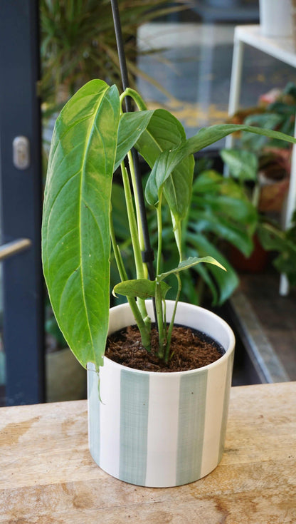 Monstera Tiwintza Narrow studio plantes rares jungle jardinerie strasbourg rare plant shop online pflanzen