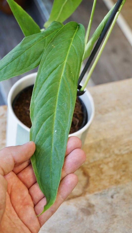 Monstera Tiwintza Narrow studio plantes rares jungle jardinerie strasbourg rare plant shop online pflanzen