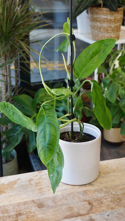 Monstera Amazonas studio plantes rares jungle jardinerie strasbourg rare plant shop online pflanzen