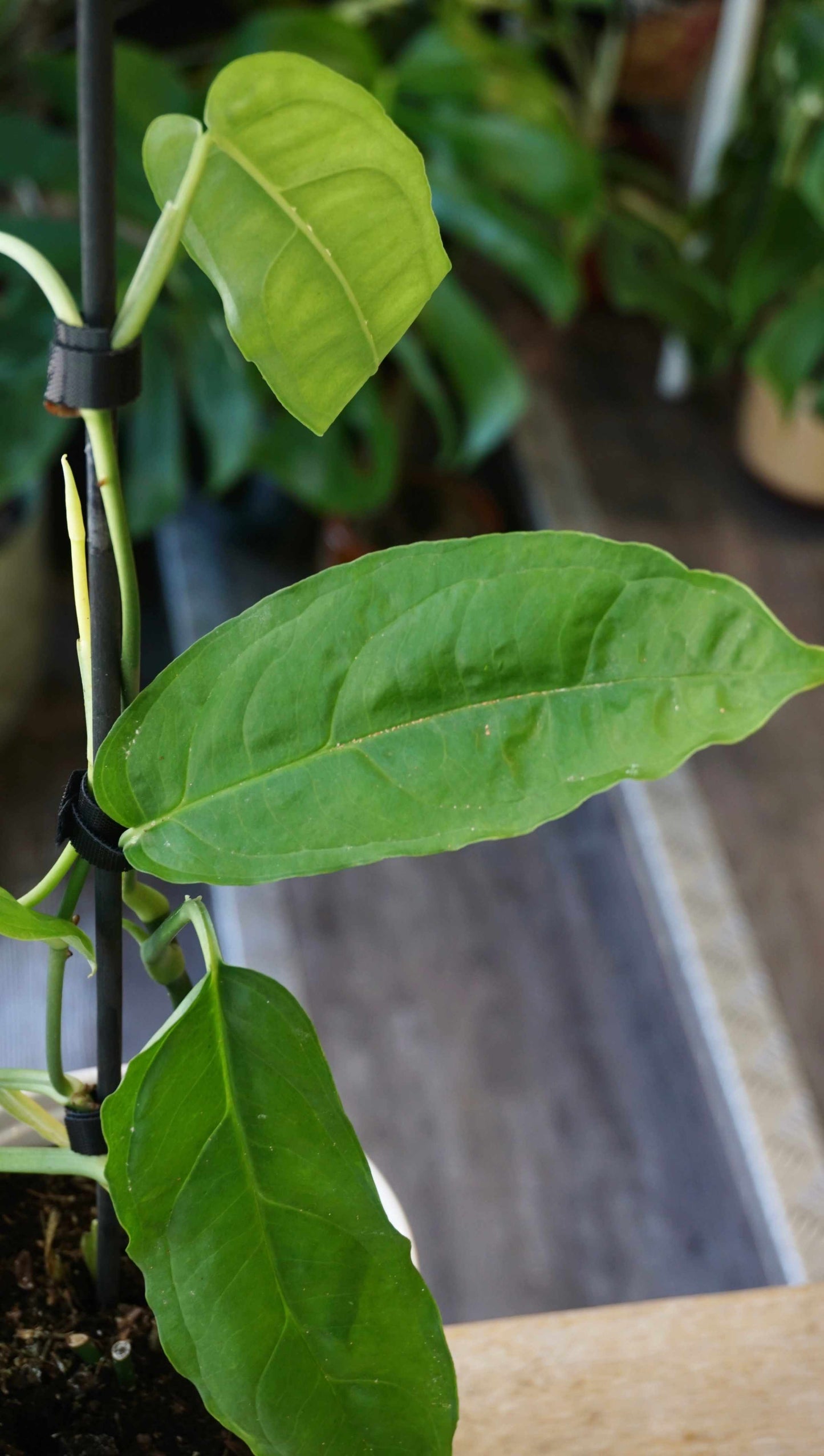 Monstera Amazonas studio plantes rares jungle jardinerie strasbourg rare plant shop online pflanzen