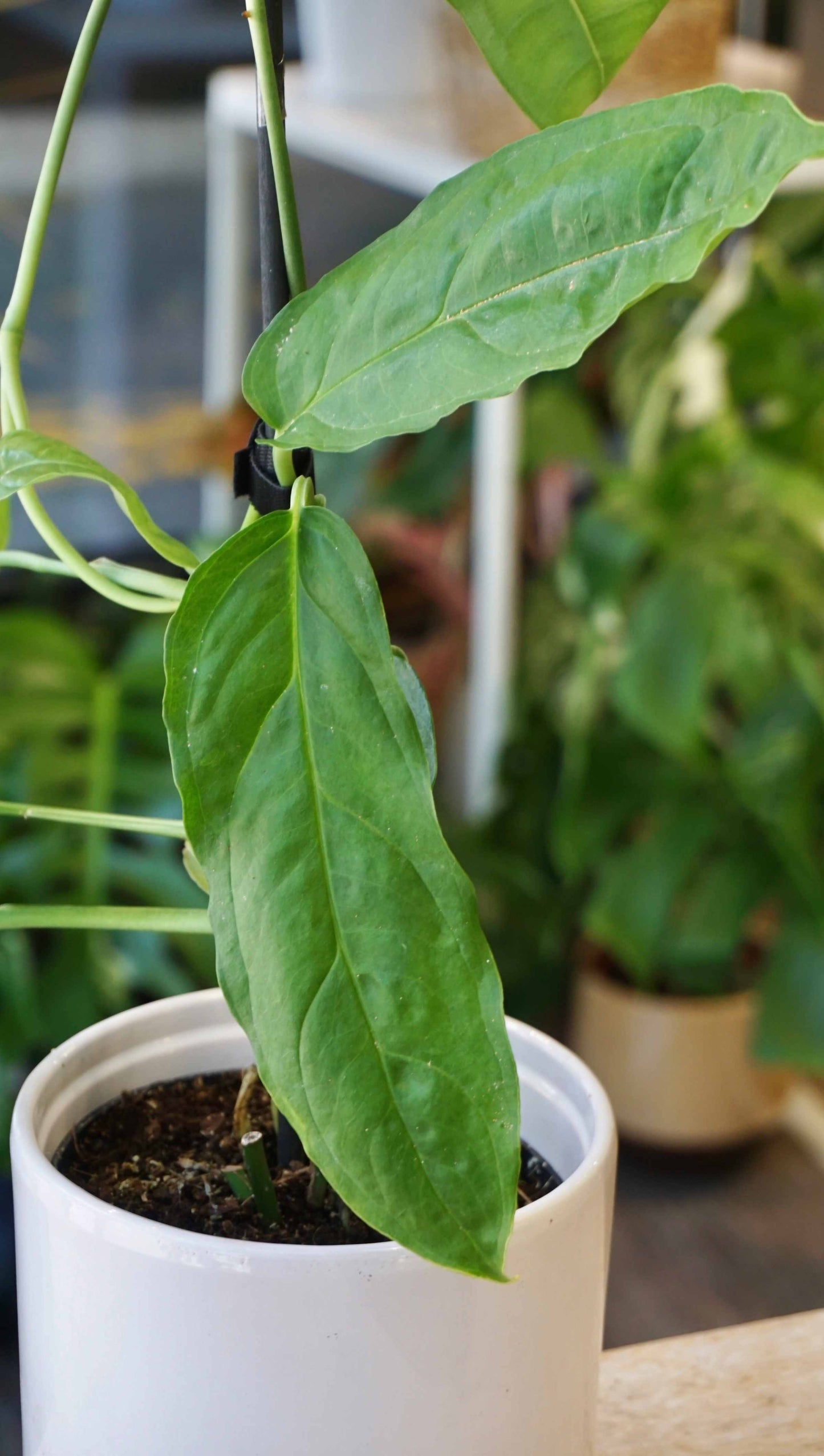 Monstera Amazonas studio plantes rares jungle jardinerie strasbourg rare plant shop online pflanzen