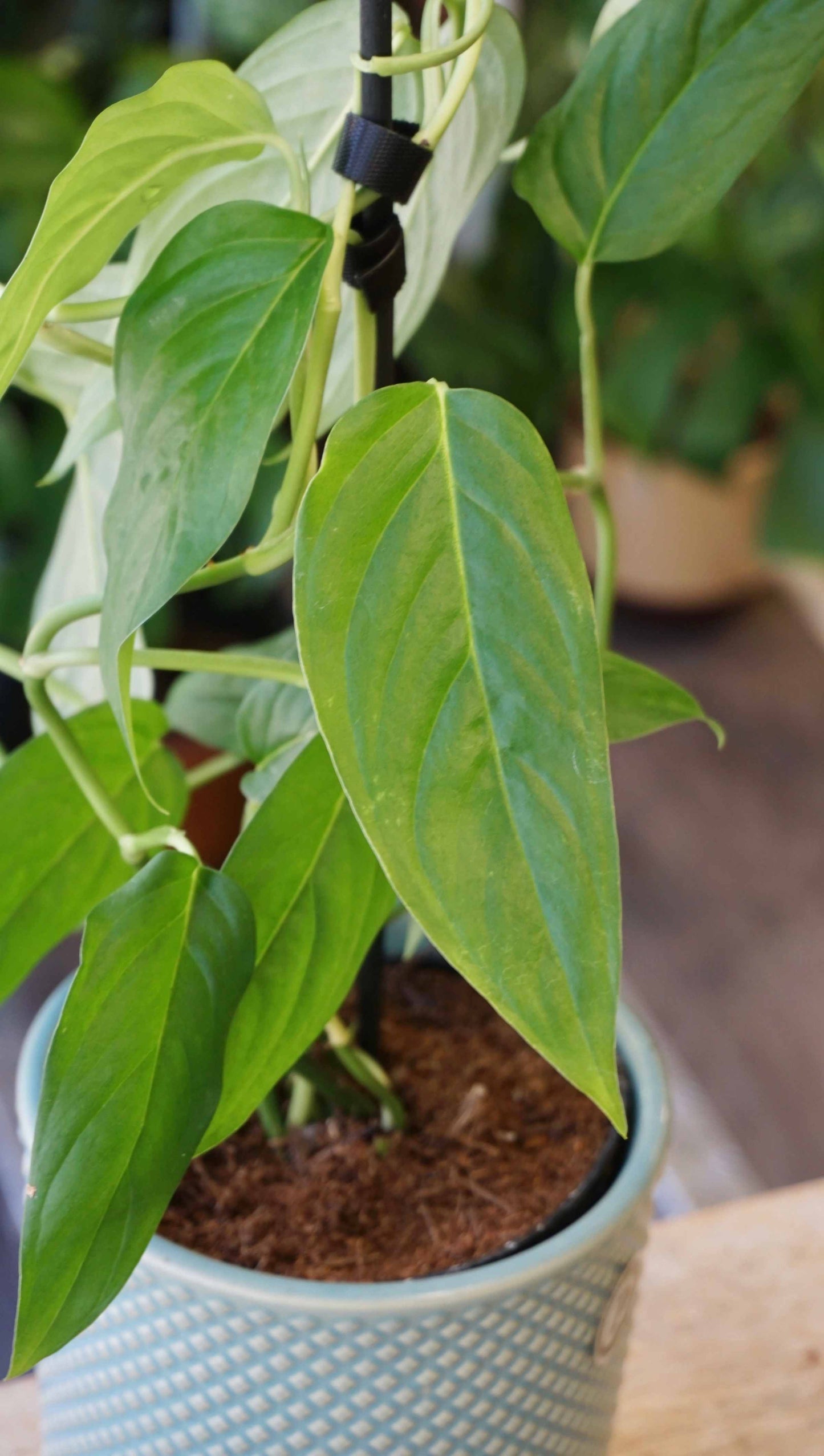 Monstera Obliqua Suriname studio plantes rares jungle jardinerie strasbourg rare plant shop online pflanzen