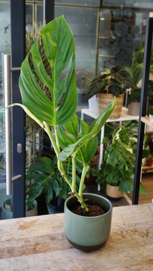 Monstera Radicans studio plantes rares jungle jardinerie strasbourg rare plant shop online pflanzen