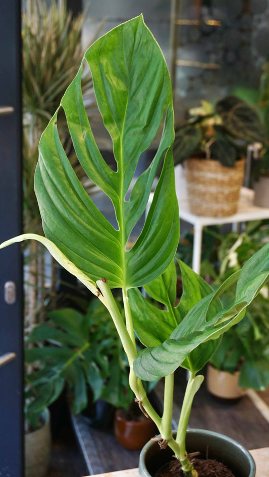 Monstera Radicans studio plantes rares jungle jardinerie strasbourg rare plant shop online pflanzen