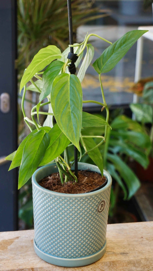 Monstera Obliqua Suriname studio plantes rares jungle jardinerie strasbourg rare plant shop online pflanzen