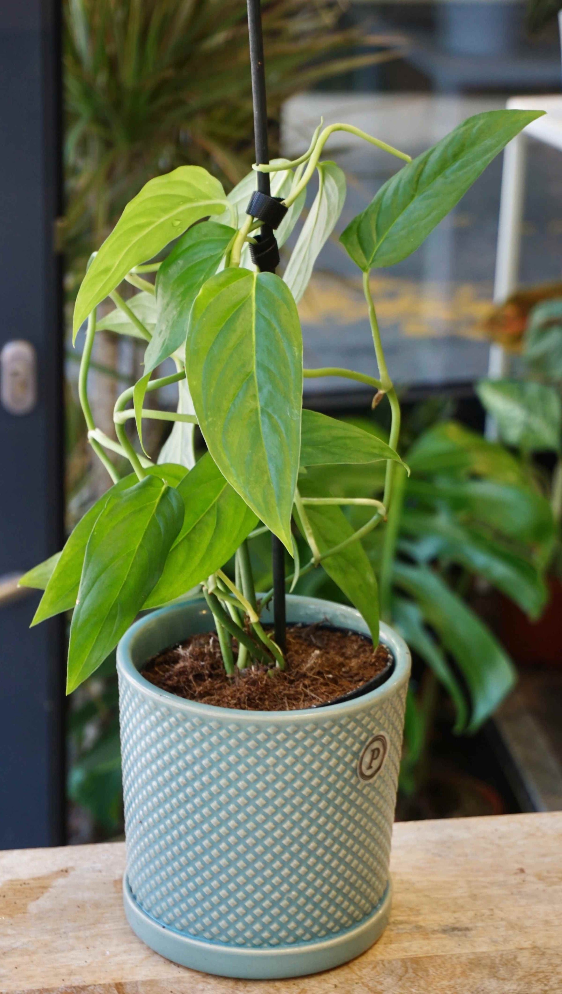Monstera Obliqua Suriname studio plantes rares jungle jardinerie strasbourg rare plant shop online pflanzen