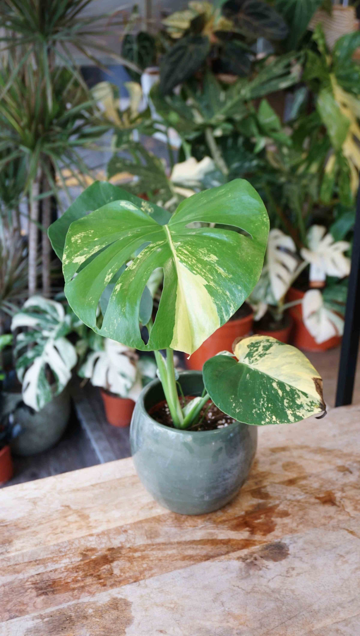monstera yellow marylin large form deliciosa aurea studio plantes rares jungle jardinerie strasbourg rare plant shop online pflanzen