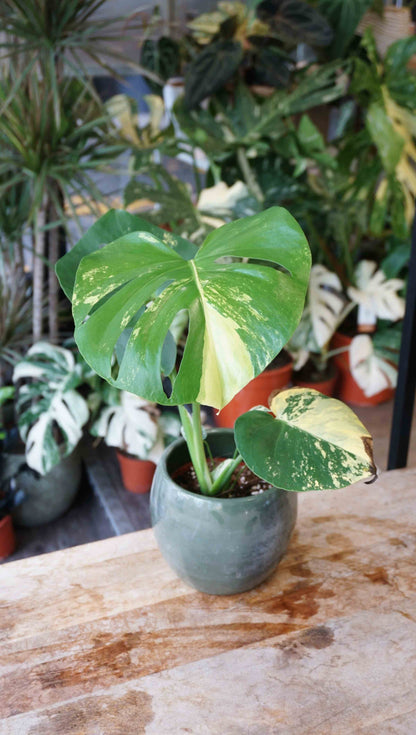 monstera yellow marylin large form deliciosa aurea studio plantes rares jungle jardinerie strasbourg rare plant shop online pflanzen