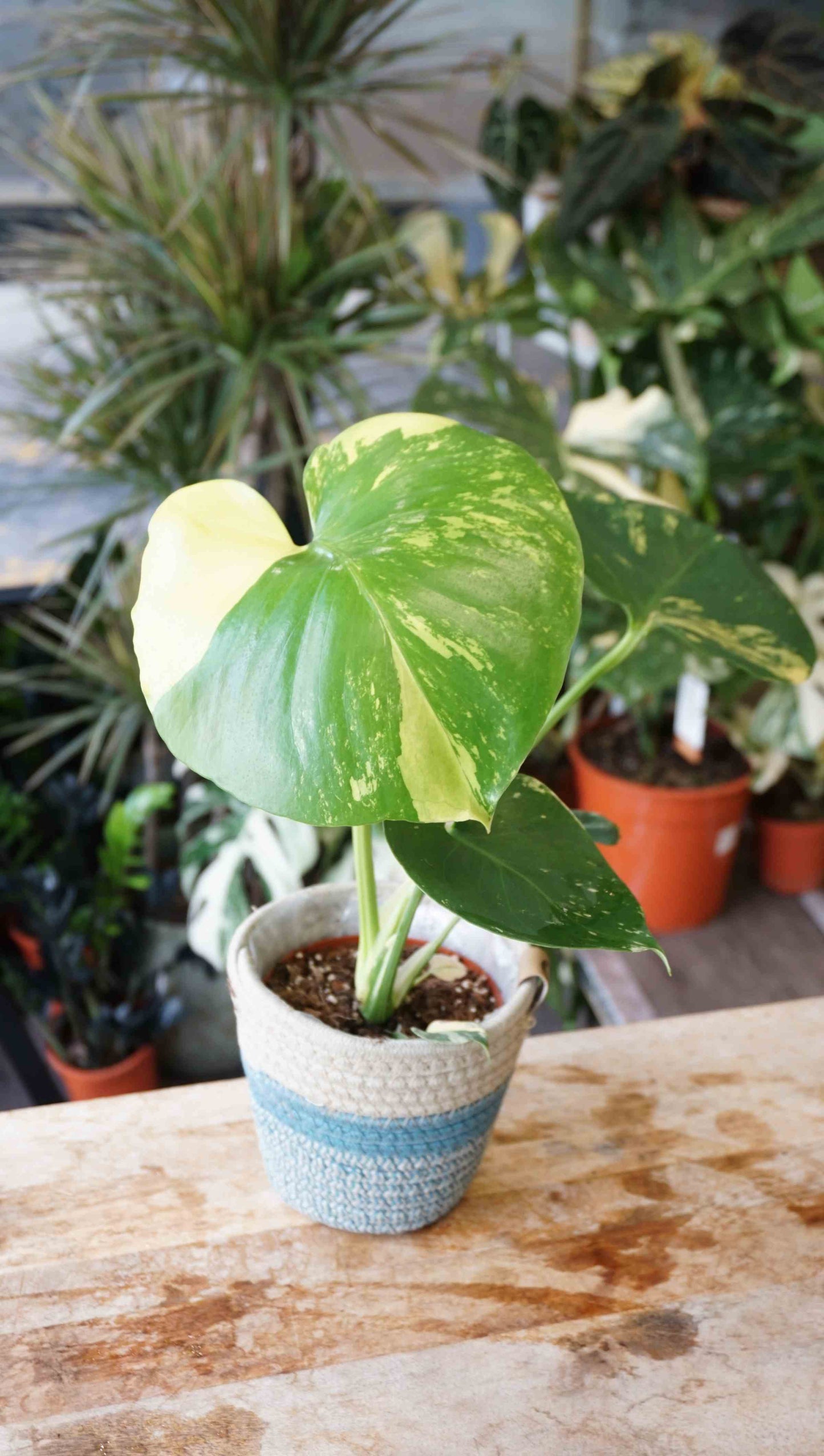 monstera yellow marylin large form deliciosa aurea studio plantes rares jungle jardinerie strasbourg rare plant shop online pflanzen