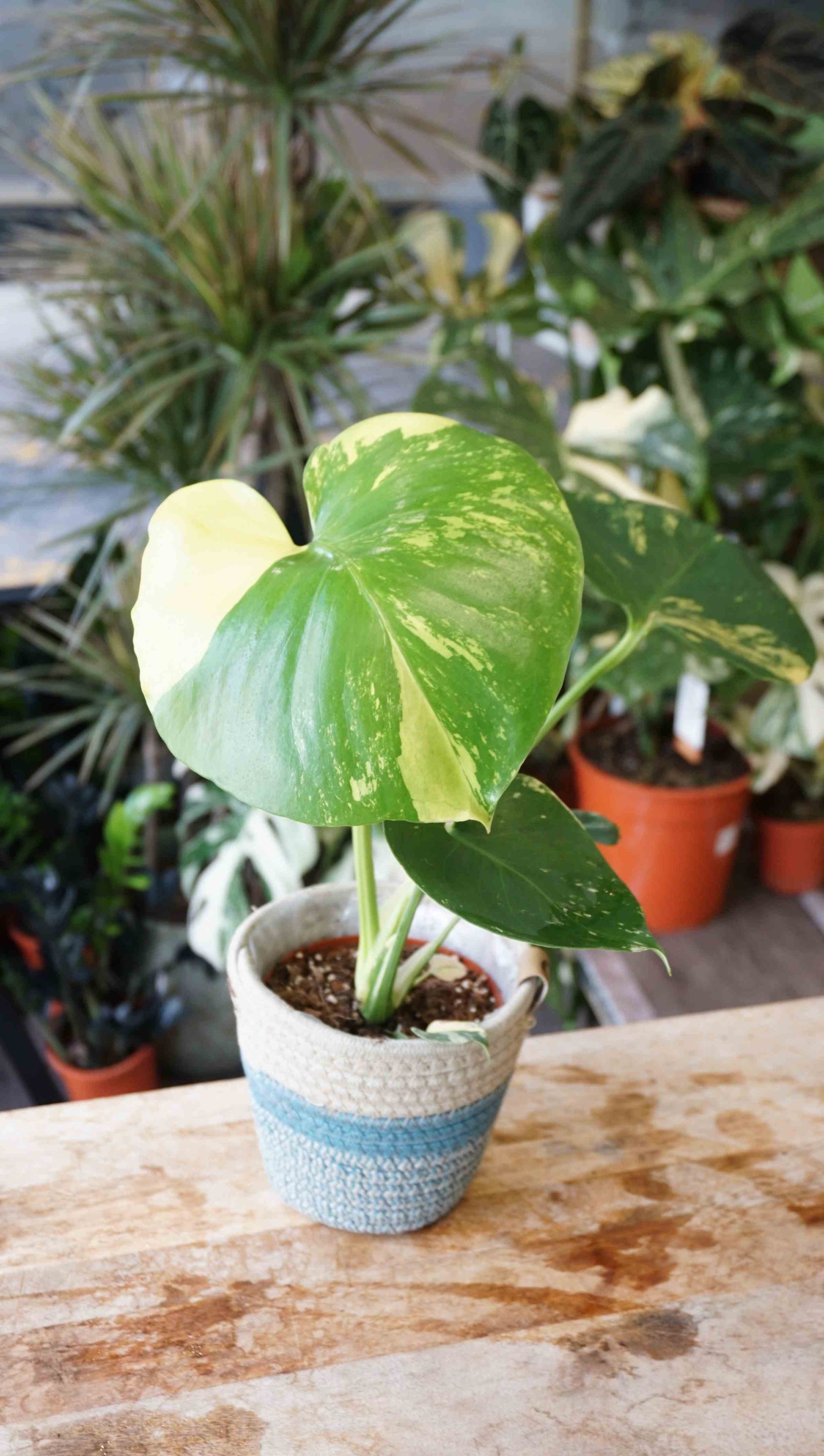 monstera yellow marylin large form deliciosa aurea studio plantes rares jungle jardinerie strasbourg rare plant shop online pflanzen