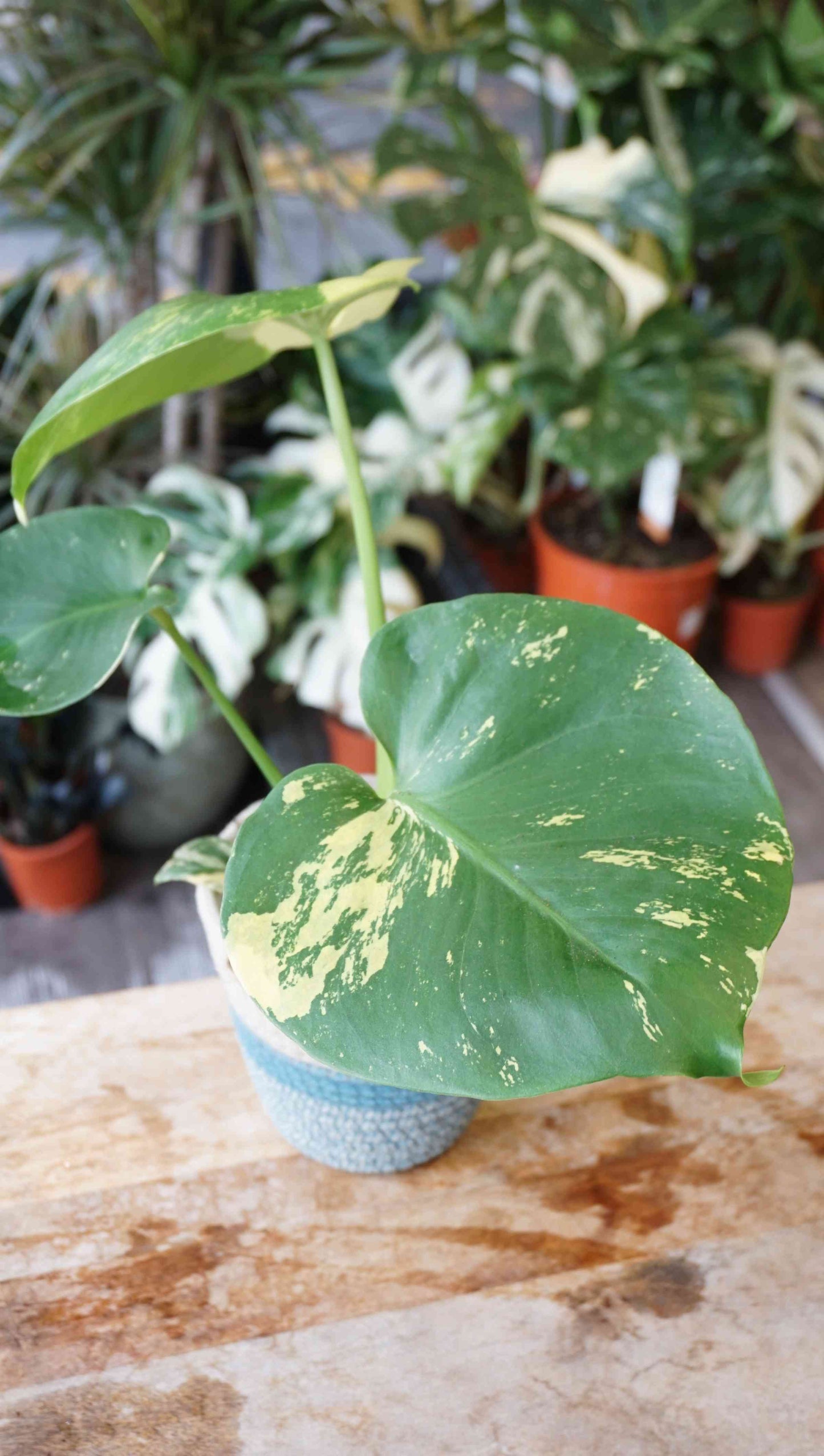 monstera yellow marylin large form deliciosa aurea studio plantes rares jungle jardinerie strasbourg rare plant shop online pflanzen