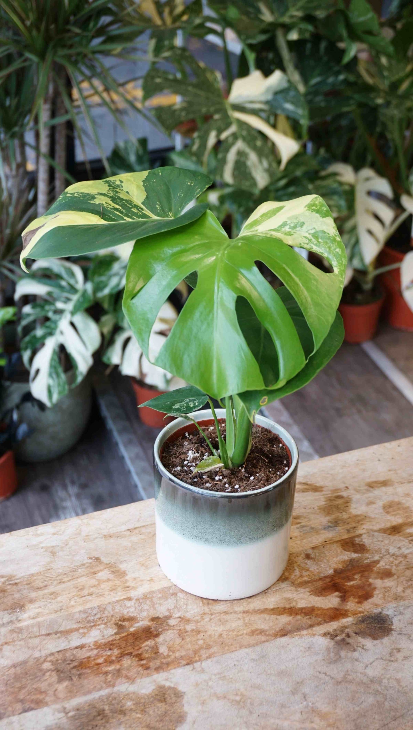 monstera yellow marylin large form deliciosa aurea studio plantes rares jungle jardinerie strasbourg rare plant shop online pflanzen