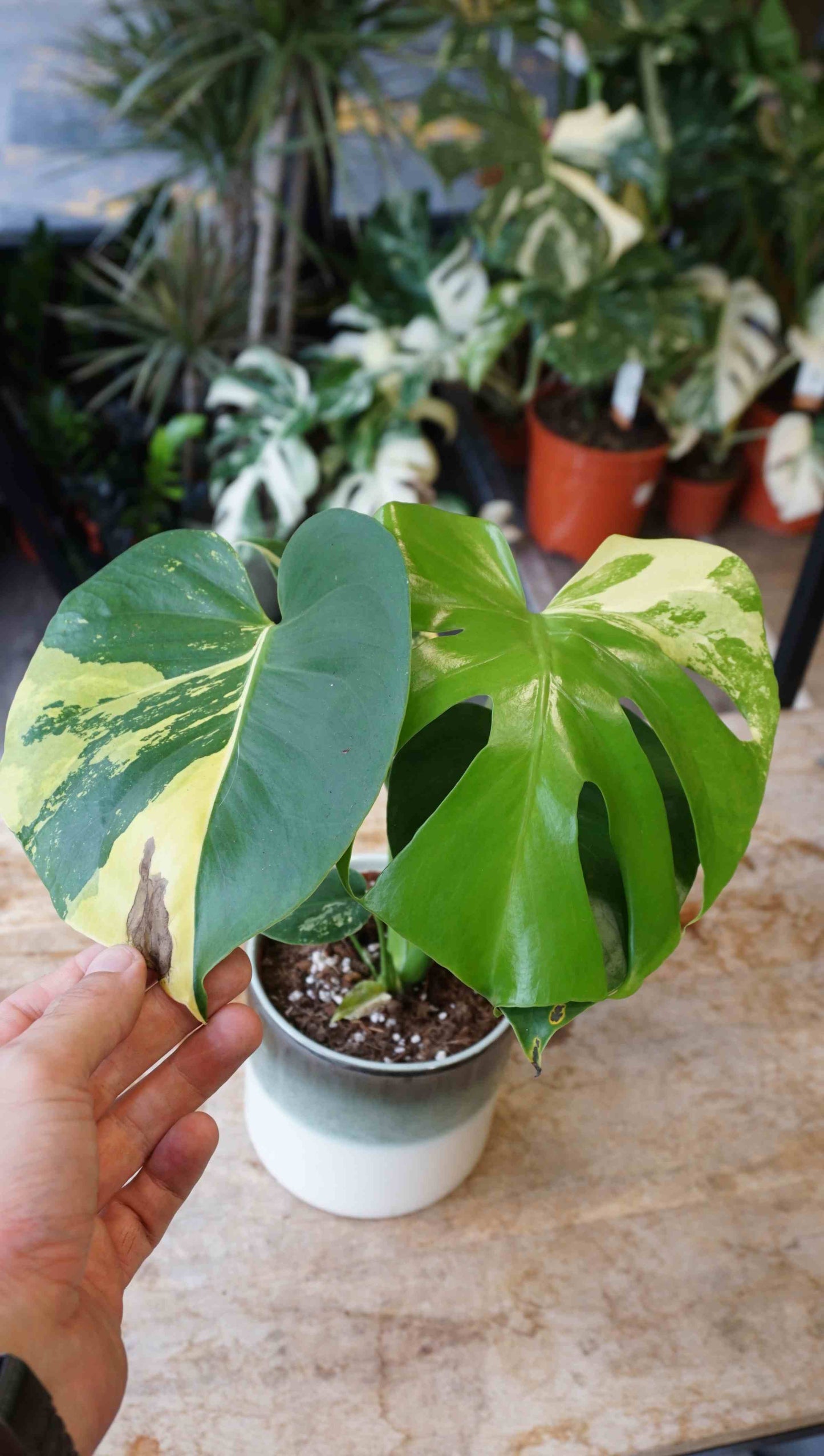monstera yellow marylin large form deliciosa aurea studio plantes rares jungle jardinerie strasbourg rare plant shop online pflanzen