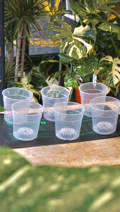 Tapis Chauffant plante bulbilles alocasia boutures studio plantes france strasbourg heatmat plants