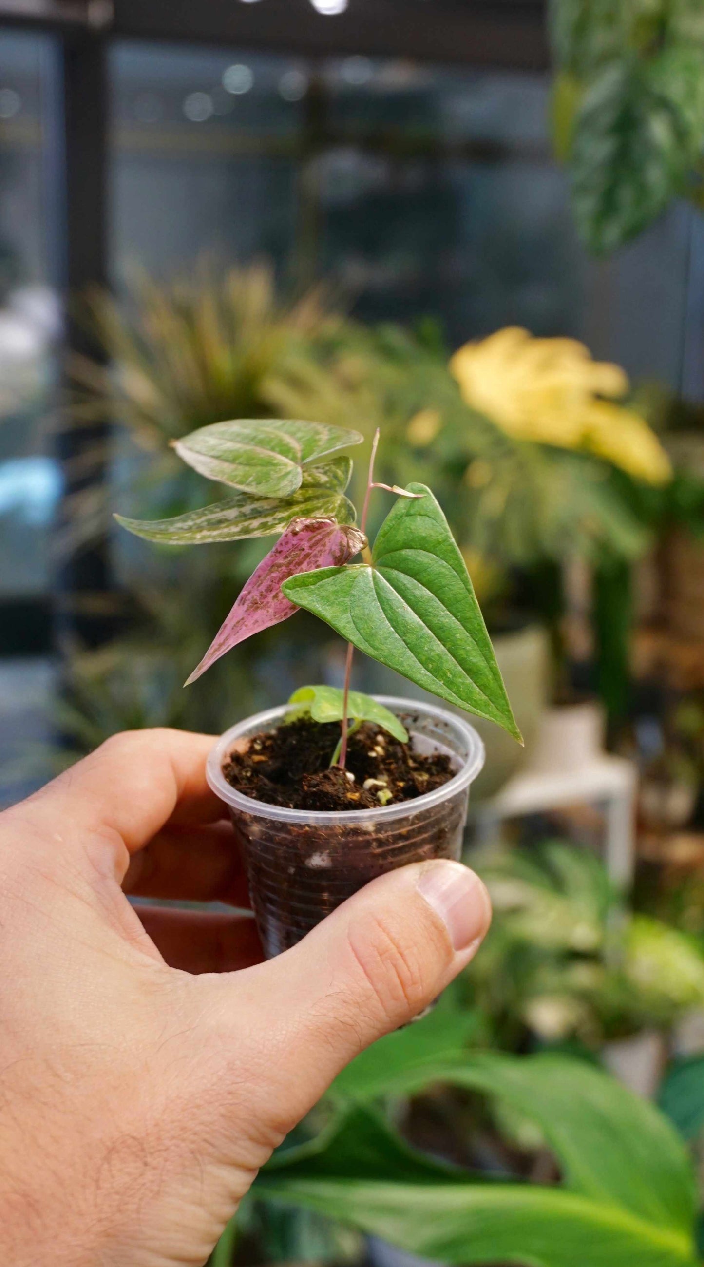 Dioscorea Pixel Pink