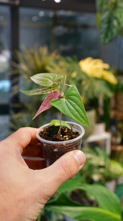 Dioscorea Pixel Pink