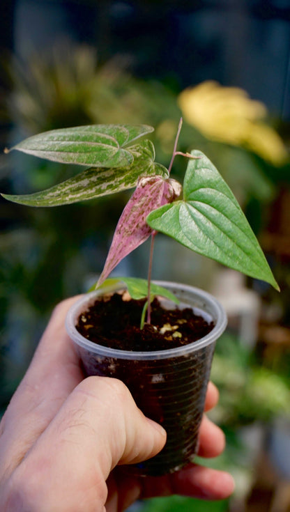 Dioscorea Pixel Pink