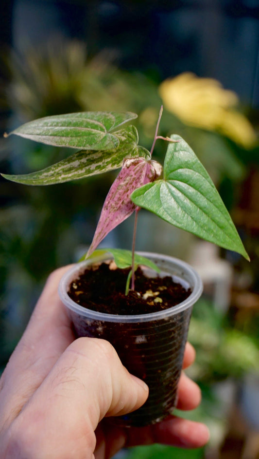 Dioscorea Pixel Pink