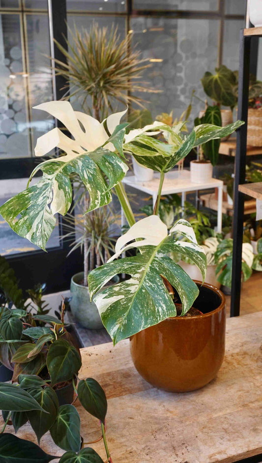 Monstera Variegata