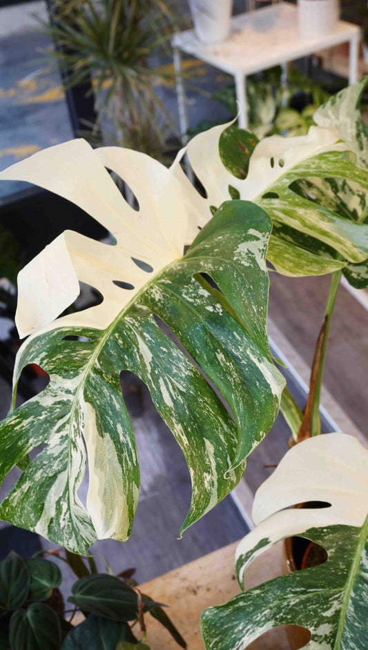 Monstera Variegata