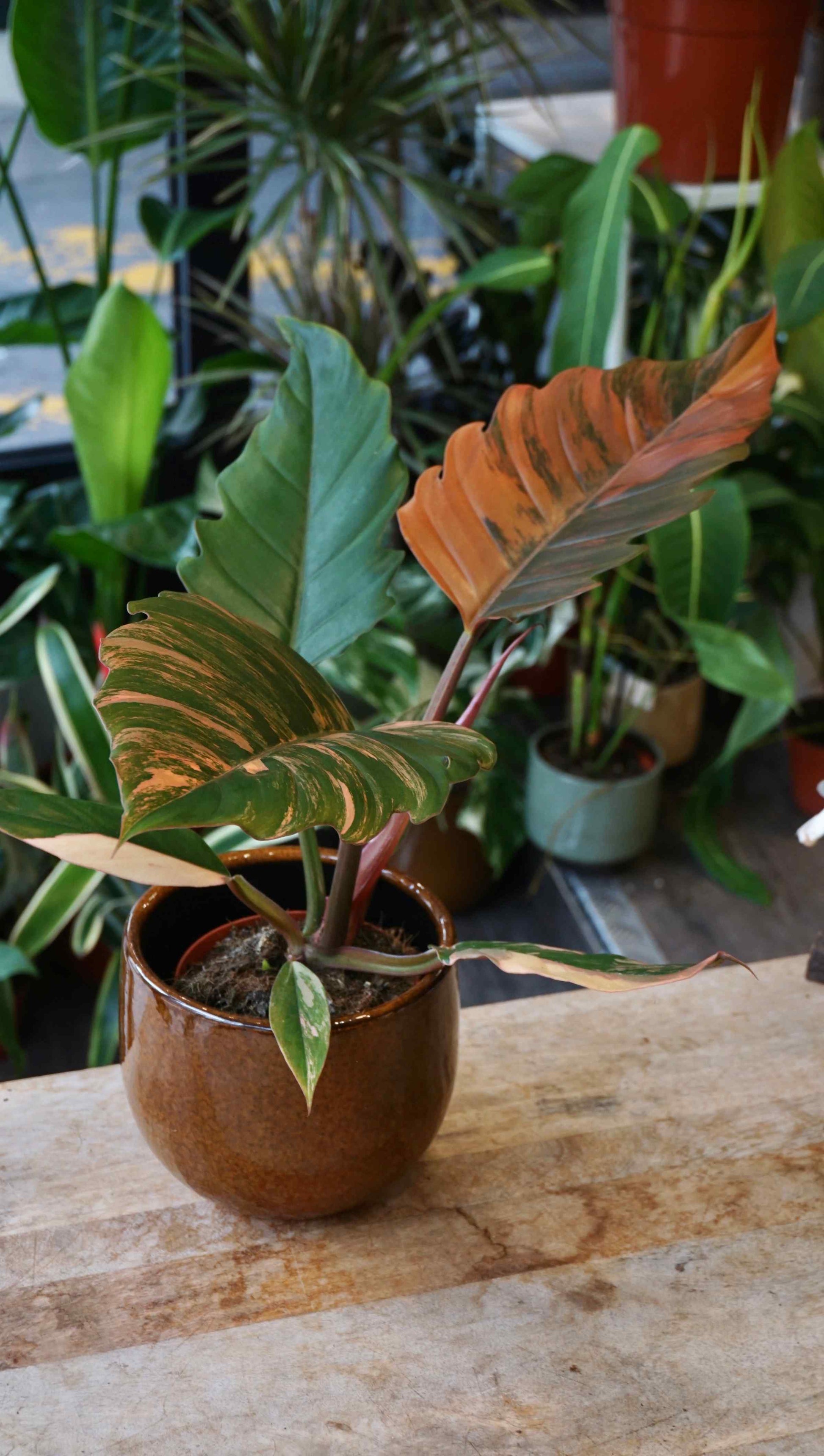 Philodendron Caramel Marble Variegata Studio plantes rares jungle jardinerie strasbourg rare plant shop online pflanzen