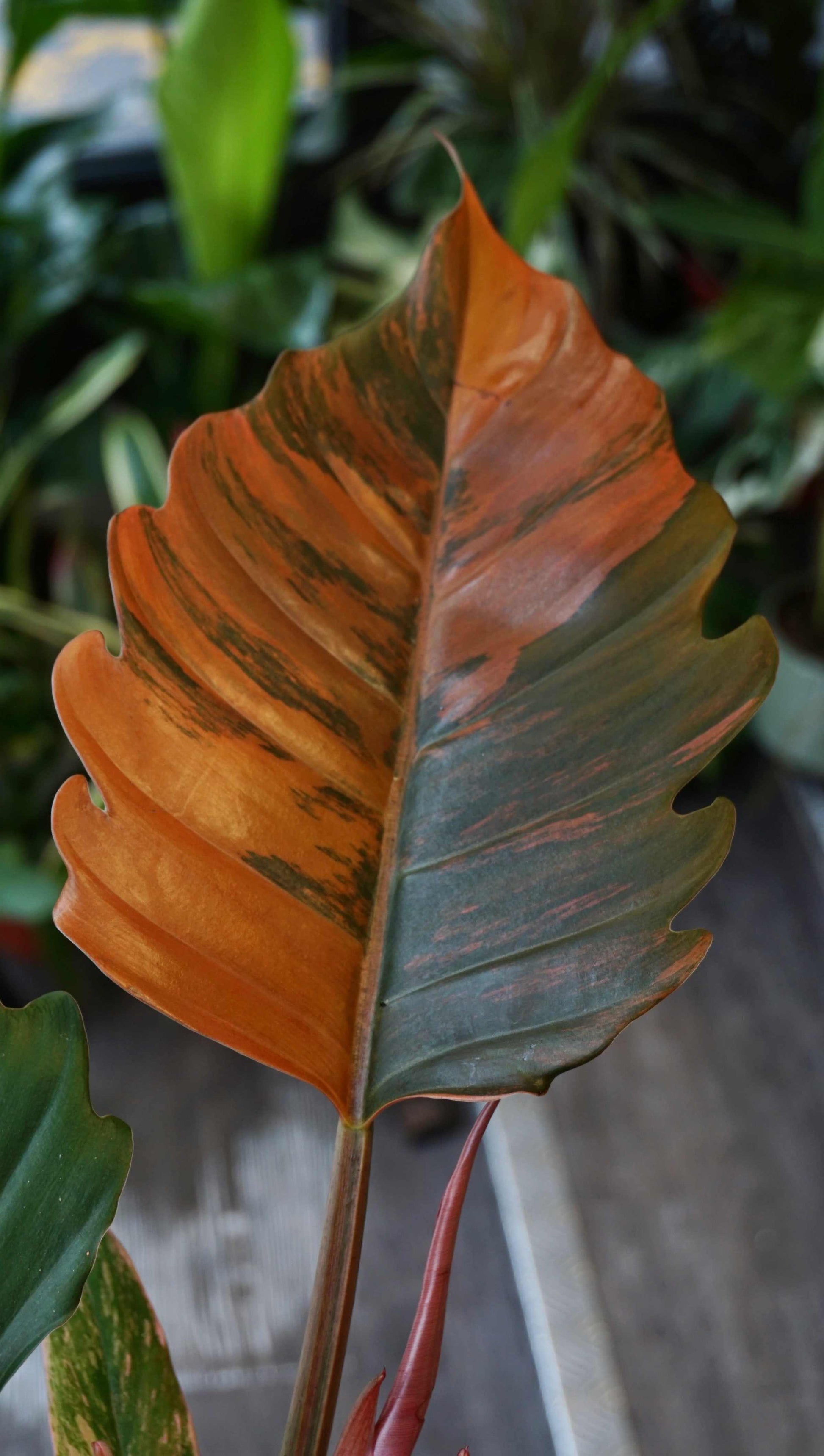 Philodendron Caramel Marble Variegata Studio plantes rares jungle jardinerie strasbourg rare plant shop online pflanzen