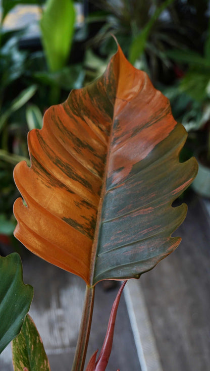Philodendron Caramel Marble Variegata Studio plantes rares jungle jardinerie strasbourg rare plant shop online pflanzen