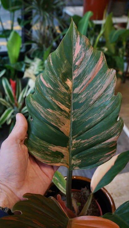 Philodendron Caramel Marble Variegata Studio plantes rares jungle jardinerie strasbourg rare plant shop online pflanzen