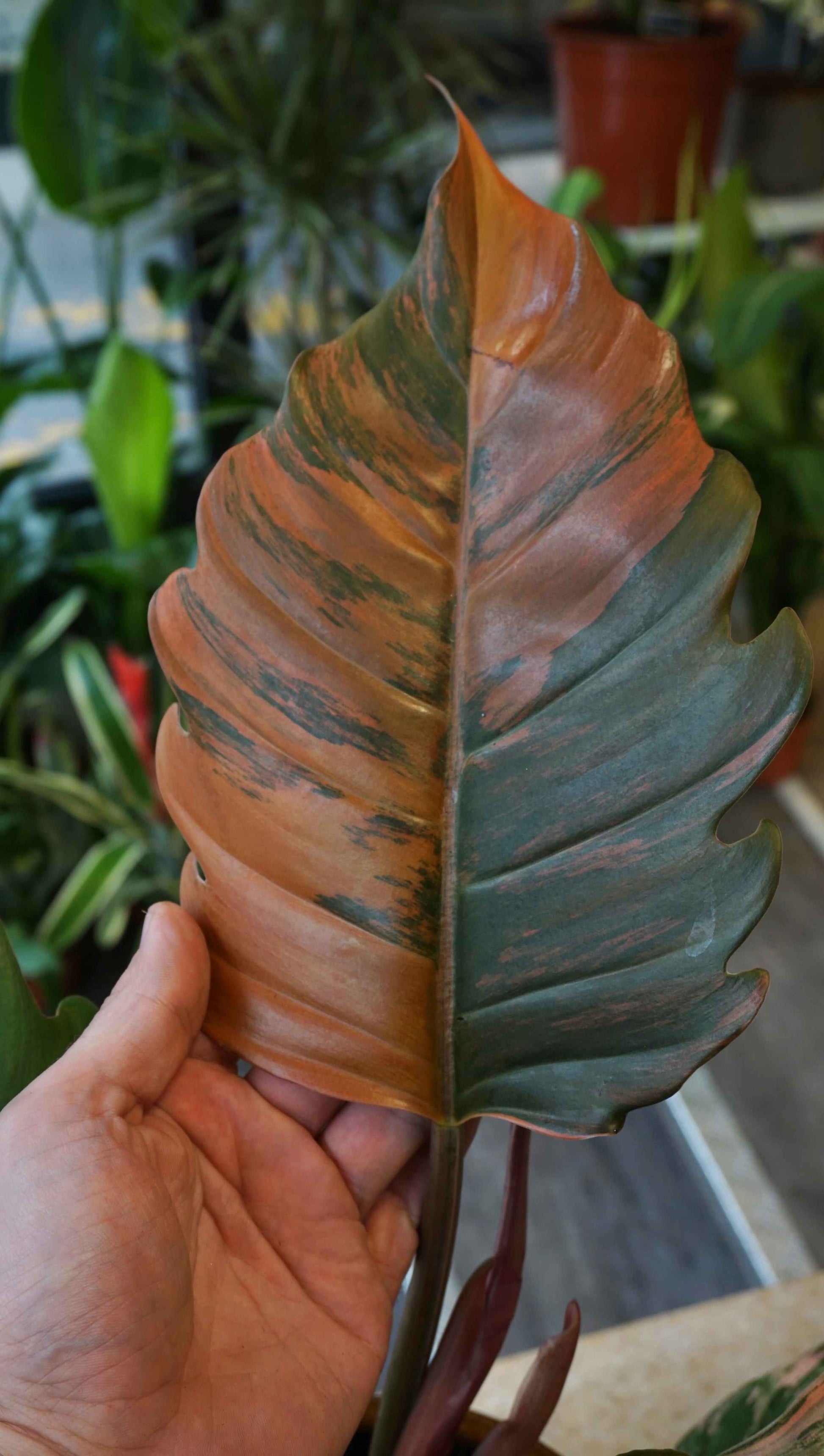Philodendron Caramel Marble Variegata Studio plantes rares jungle jardinerie strasbourg rare plant shop online pflanzen
