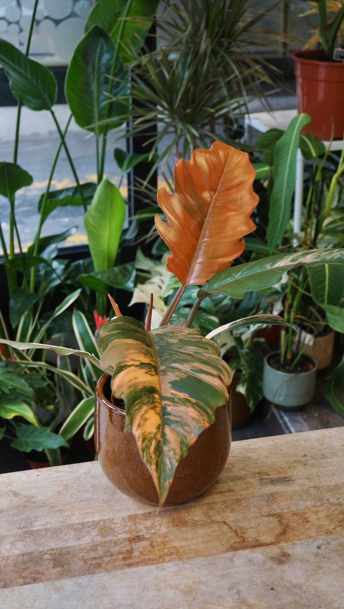 Philodendron Caramel Marble Variegata Studio plantes rares jungle jardinerie strasbourg rare plant shop online pflanzen