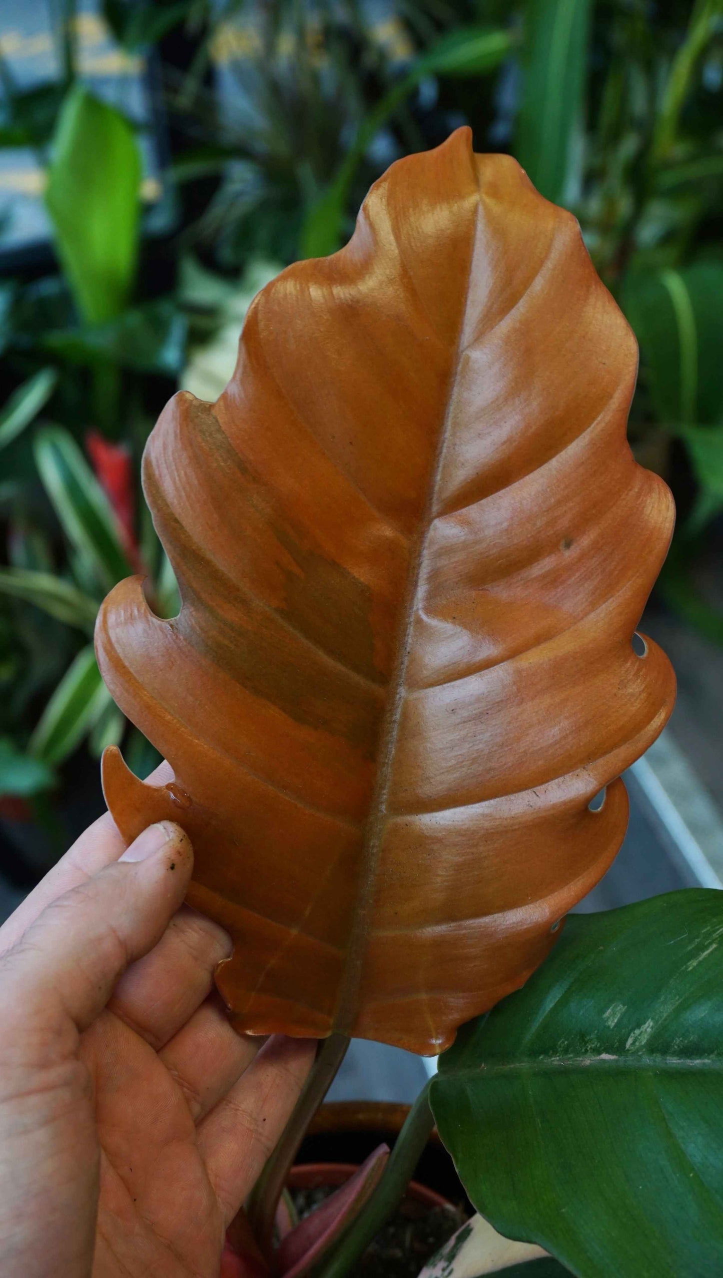 Philodendron Caramel Marble Variegata Studio plantes rares jungle jardinerie strasbourg rare plant shop online pflanzen
