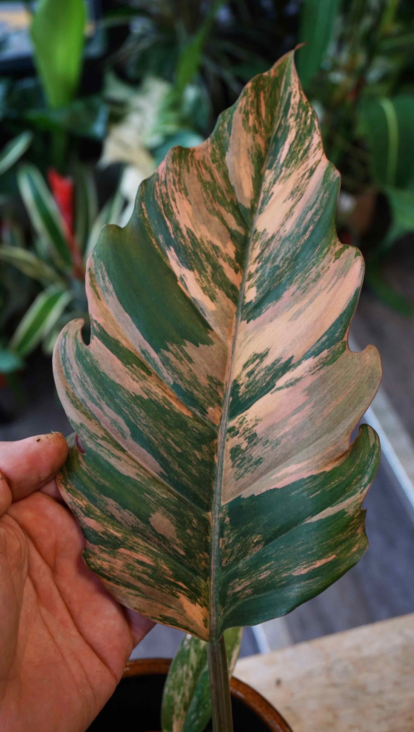 Philodendron Caramel Marble Variegata Studio plantes rares jungle jardinerie strasbourg rare plant shop online pflanzen