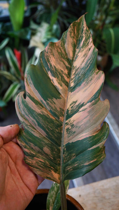 Philodendron Caramel Marble Variegata Studio plantes rares jungle jardinerie strasbourg rare plant shop online pflanzen