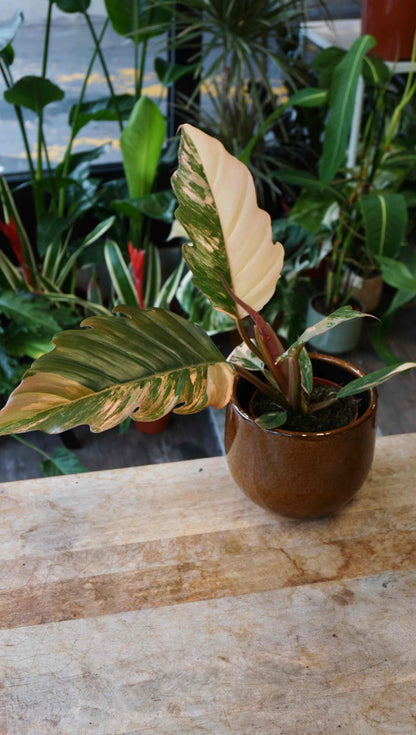 Philodendron Caramel Marble Variegata Studio plantes rares jungle jardinerie strasbourg rare plant shop online pflanzen