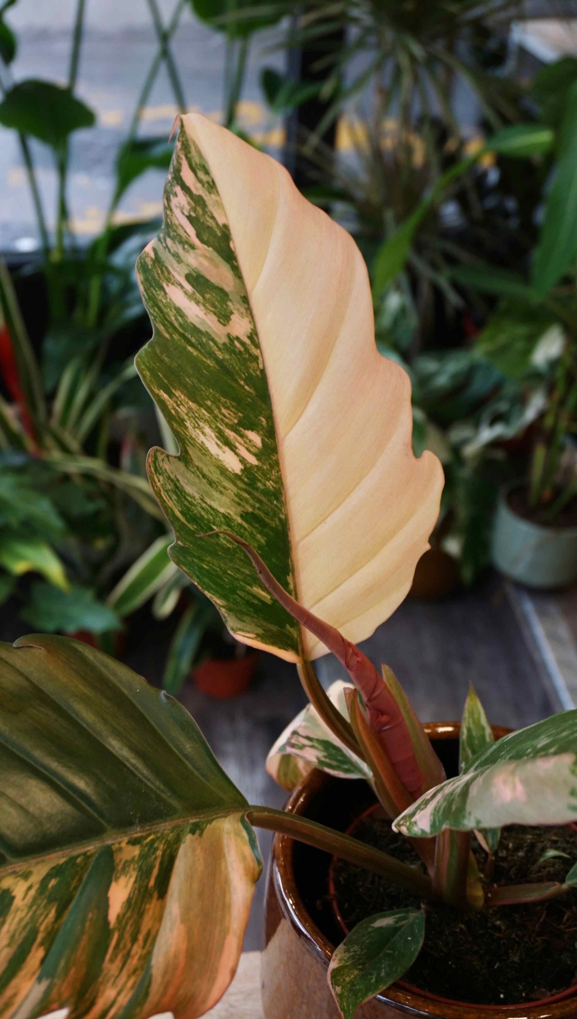 Philodendron Caramel Marble Variegata Studio plantes rares jungle jardinerie strasbourg rare plant shop online pflanzen