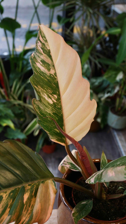 Philodendron Caramel Marble Variegata Studio plantes rares jungle jardinerie strasbourg rare plant shop online pflanzen