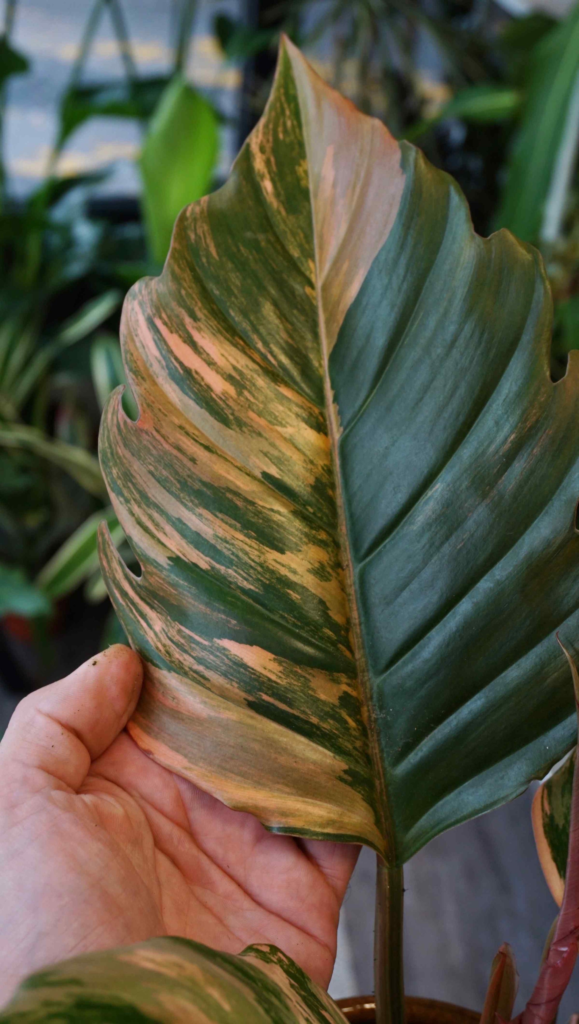 Philodendron Caramel Marble Variegata Studio plantes rares jungle jardinerie strasbourg rare plant shop online pflanzen