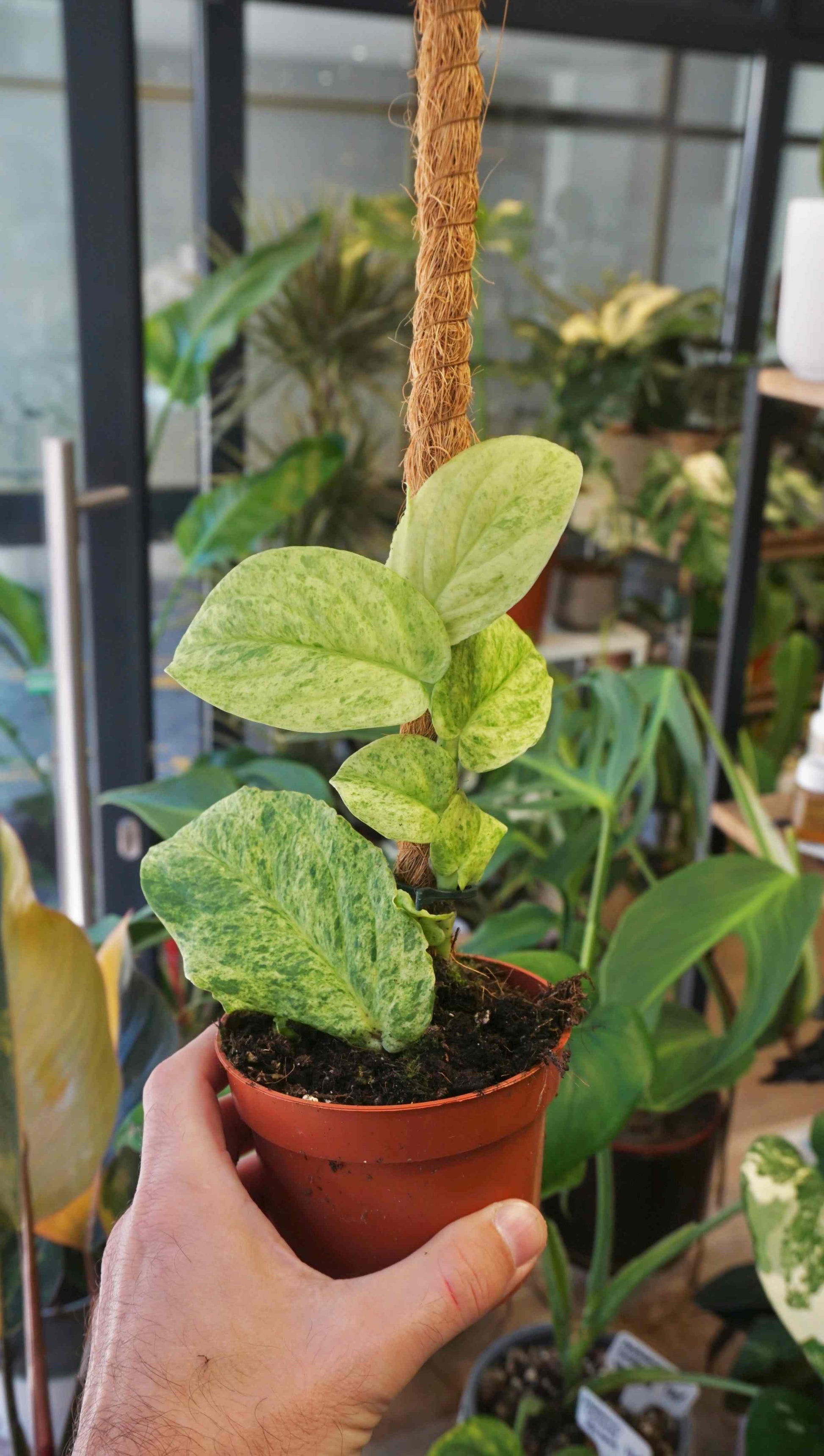 Rhaphidophora Korthalsii Marble Aurea studio plantes rares jungle jardinerie strasbourg rare plant shop online pflanzen