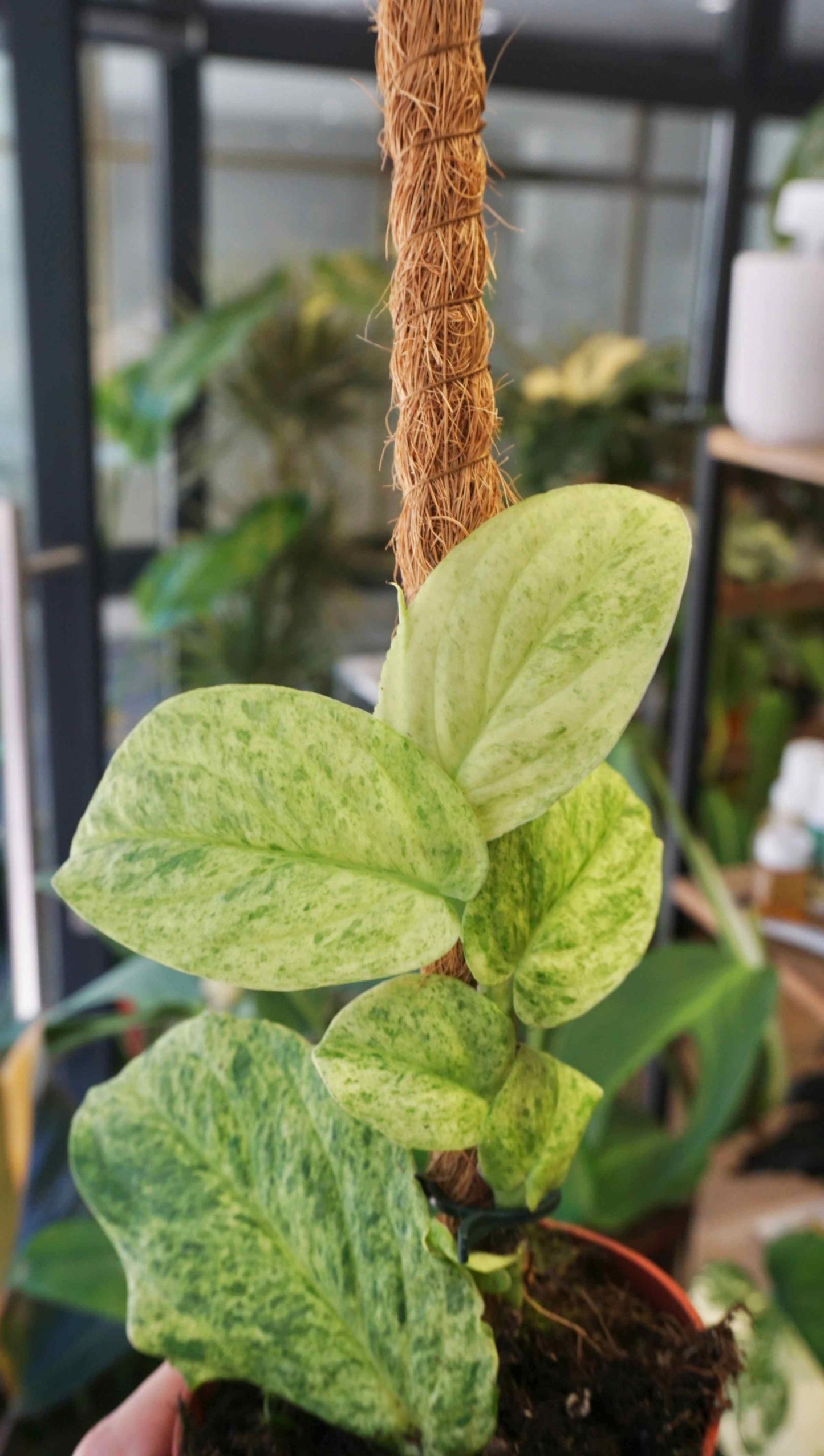 Rhaphidophora Korthalsii Marble Aurea studio plantes rares jungle jardinerie strasbourg rare plant shop online pflanzen