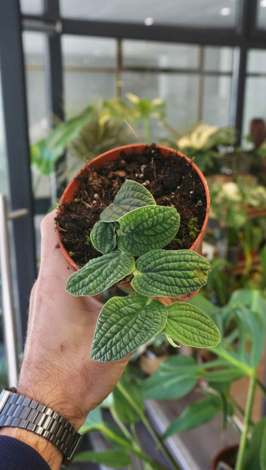 Rhaphidophora Tenuis Silver studio plantes rares jungle jardinerie strasbourg rare plant shop online pflanzen