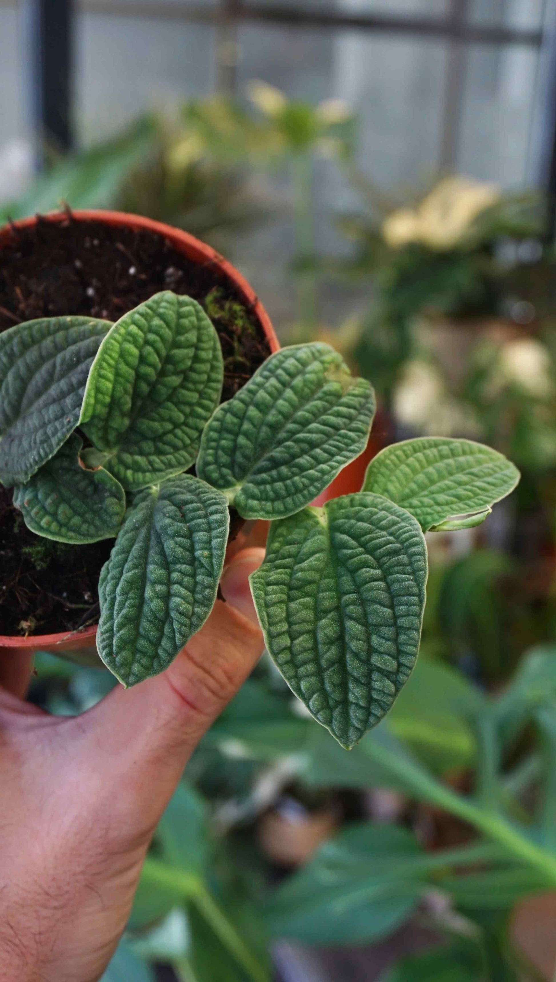 Rhaphidophora Tenuis Silver studio plantes rares jungle jardinerie strasbourg rare plant shop online pflanzen