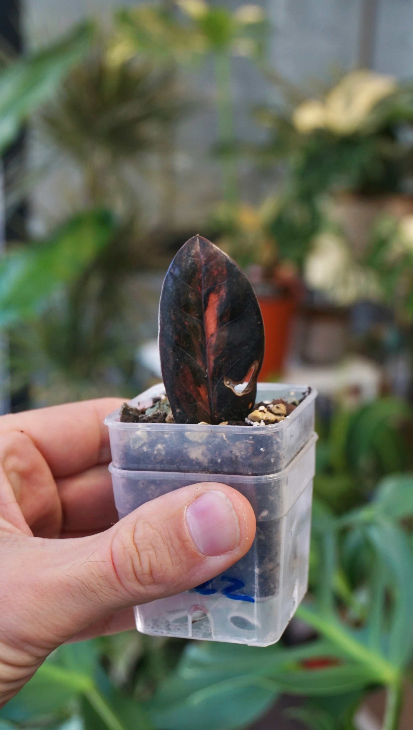 ZZ Raven Variegata studio plantes rares jungle jardinerie strasbourg rare plant shop online pflanzen