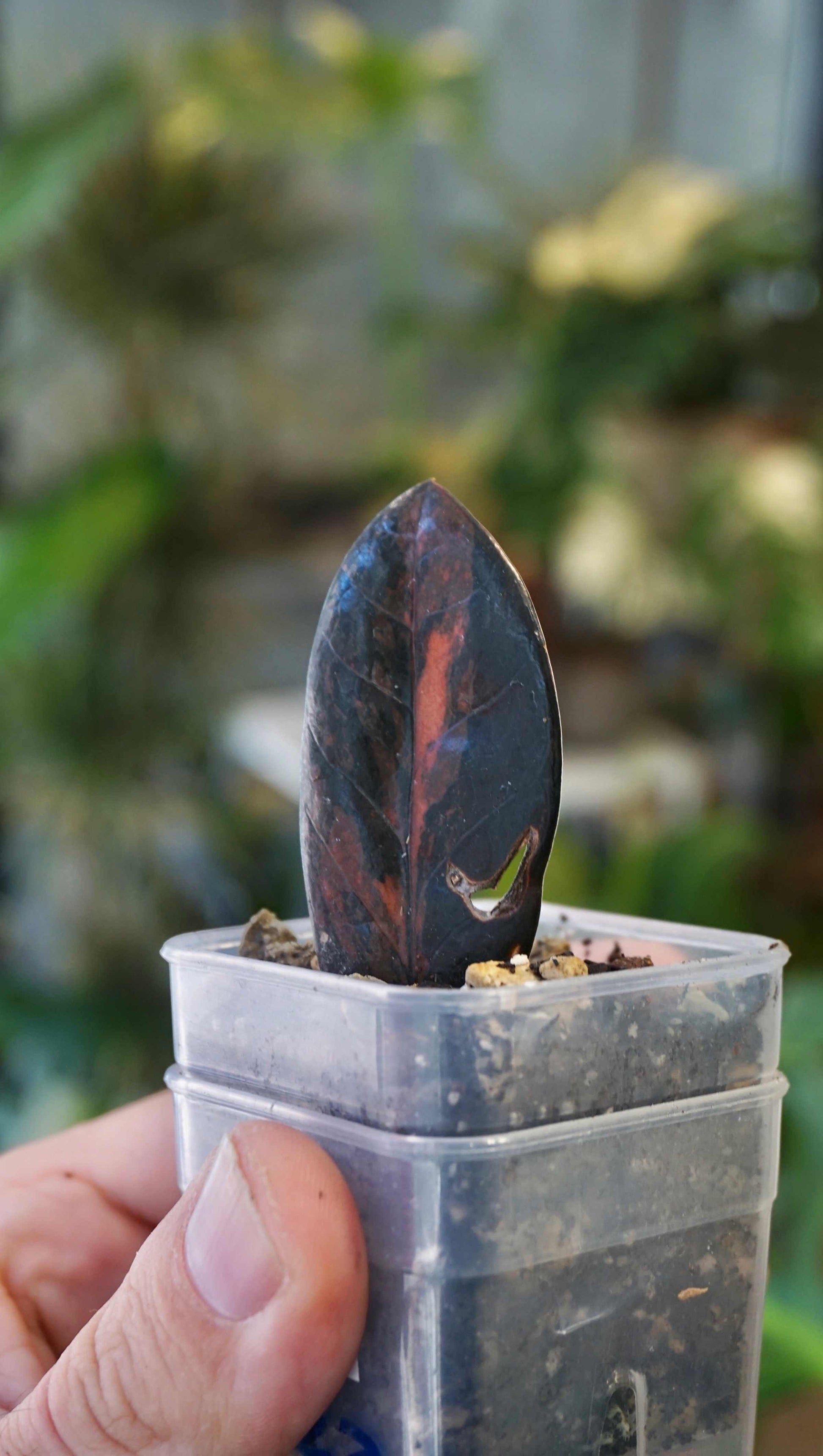 ZZ Raven Variegata studio plantes rares jungle jardinerie strasbourg rare plant shop online pflanzen