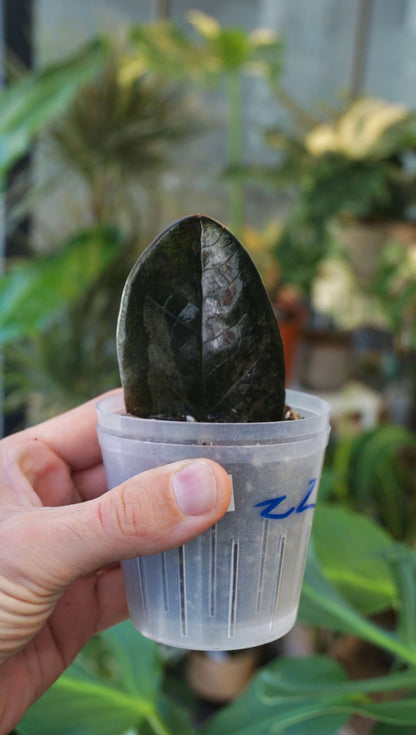 ZZ Raven Variegata studio plantes rares jungle jardinerie strasbourg rare plant shop online pflanzen