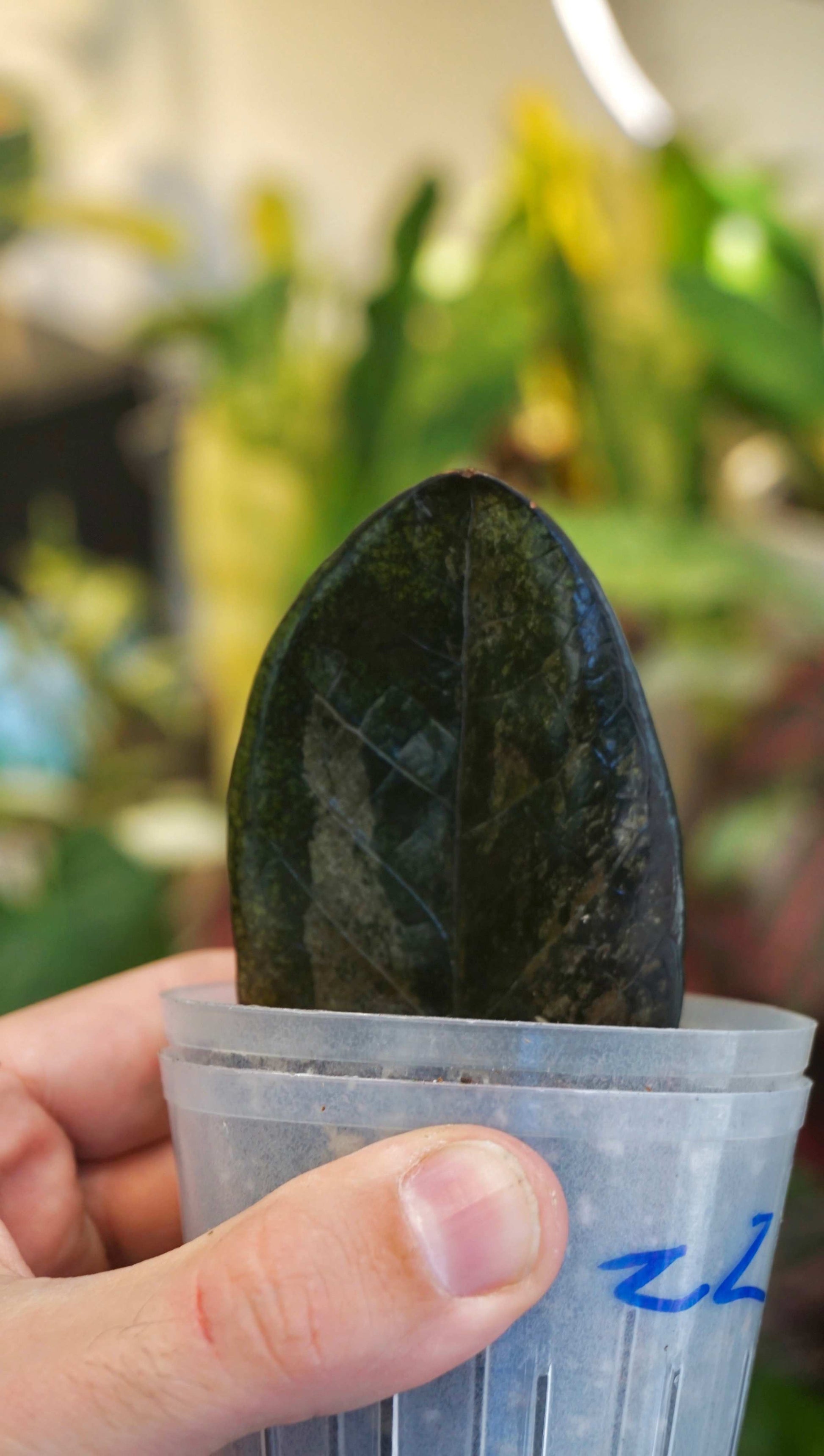 ZZ Raven Variegata studio plantes rares jungle jardinerie strasbourg rare plant shop online pflanzen