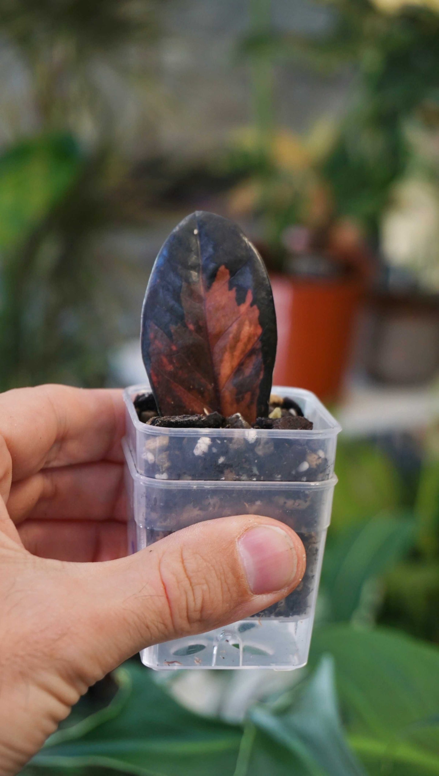 ZZ Raven Variegata studio plantes rares jungle jardinerie strasbourg rare plant shop online pflanzen